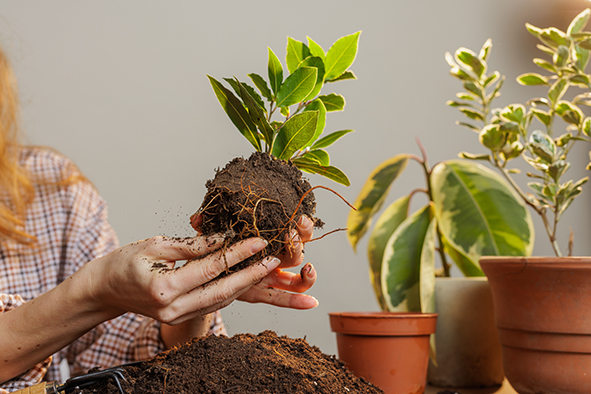 Plantas 