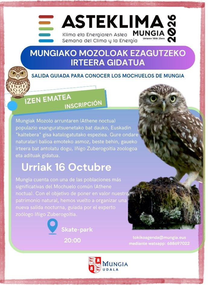 mochuelo